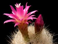 Thumbnail of 1256_Neoporteria spec._20130510(1).JPG
